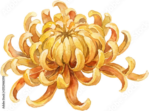 watercolor style golden chrysanthemum close up