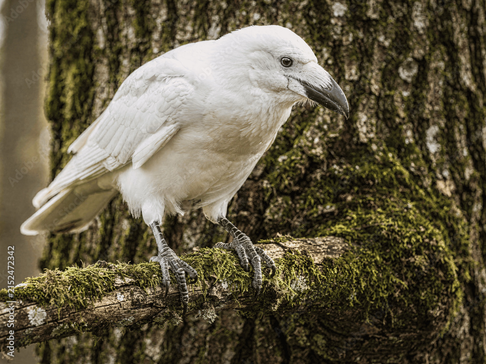 Obraz premium Rare Leucistic Corvus corax on Mossy Limb in Forest Habitat