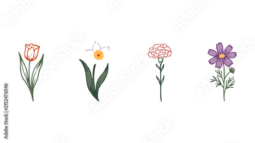 Set of four hand-drawn floral featuring a tulip, daffodil, carnation, and cosmos flower with transparent background