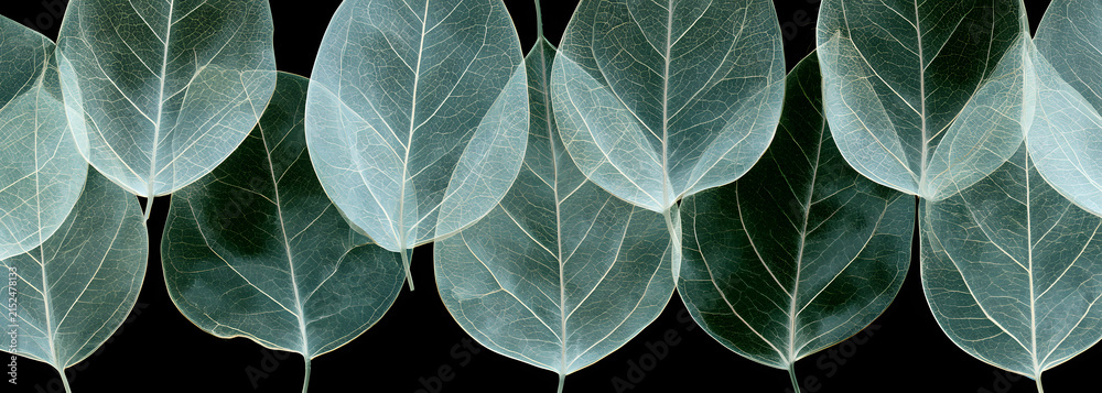 Obraz premium Translucent leaf patterns on tiles