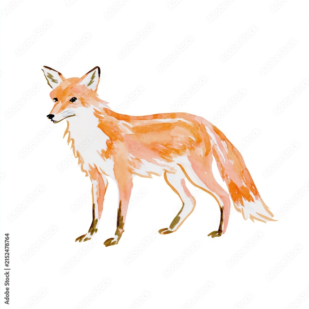 Fototapeta premium Watercolor fox illustration isolated on white background