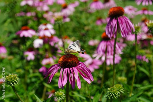 Swallowtail (Iphiclides podalirius) butterfly on coneflower flower in a park in Bucharest