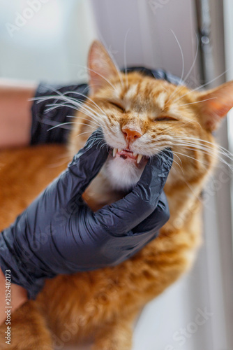 Fotografía Veterinarian examining the teeth of an orange tabby cat during a checkup