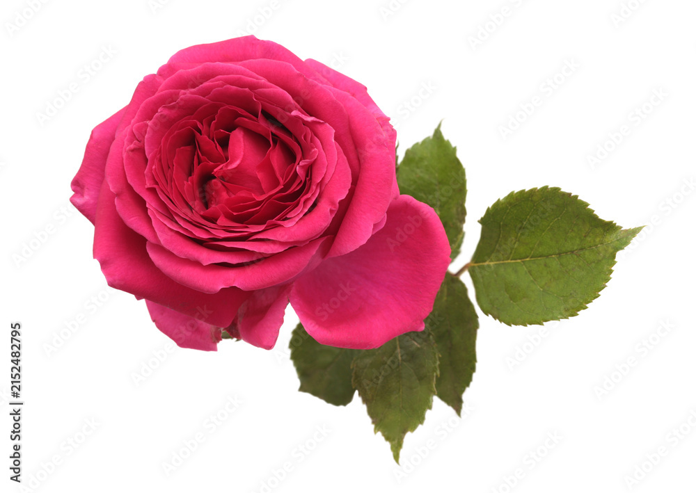 Fototapeta premium Pink, red, purple Rose Flower bud bouquet, leaf isolated on white. Natural art background. Top view.