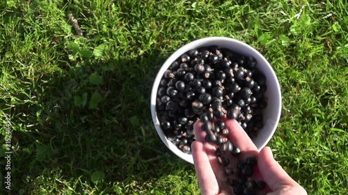 Blackcurrants in a white bowl placed on the grass; the fruit is being poured into the bowl from a palm, summer fruit