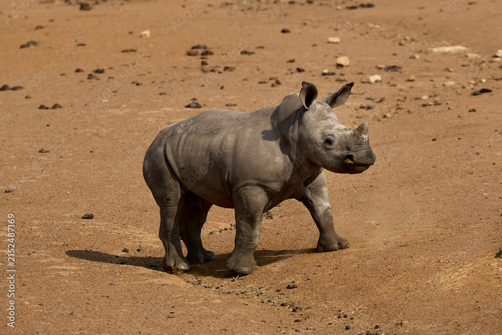 Obraz premium White rhino family with a young calf at Alzu Petroport, a wildlife viewing stop on the N4 highway between Johannesburg and Kruger National Park, South Africa.