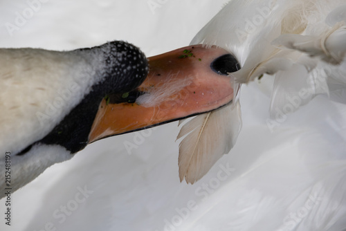 Mute swan (Cygnus olor) preening its white feathers on a green pond, close-up wildlife portrait showing natural grooming behaviour.