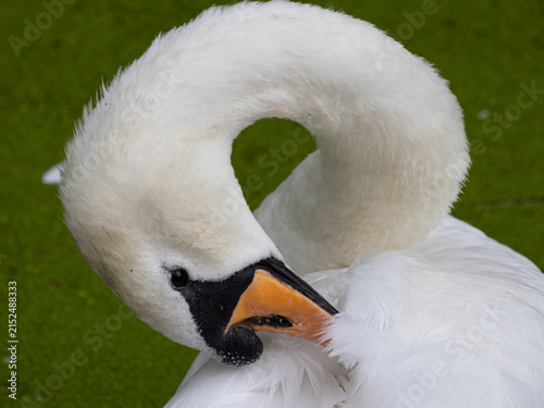 Принти на полотні Mute swan (Cygnus olor) preening its white feathers on a green pond, close-up wildlife portrait showing natural grooming behaviour