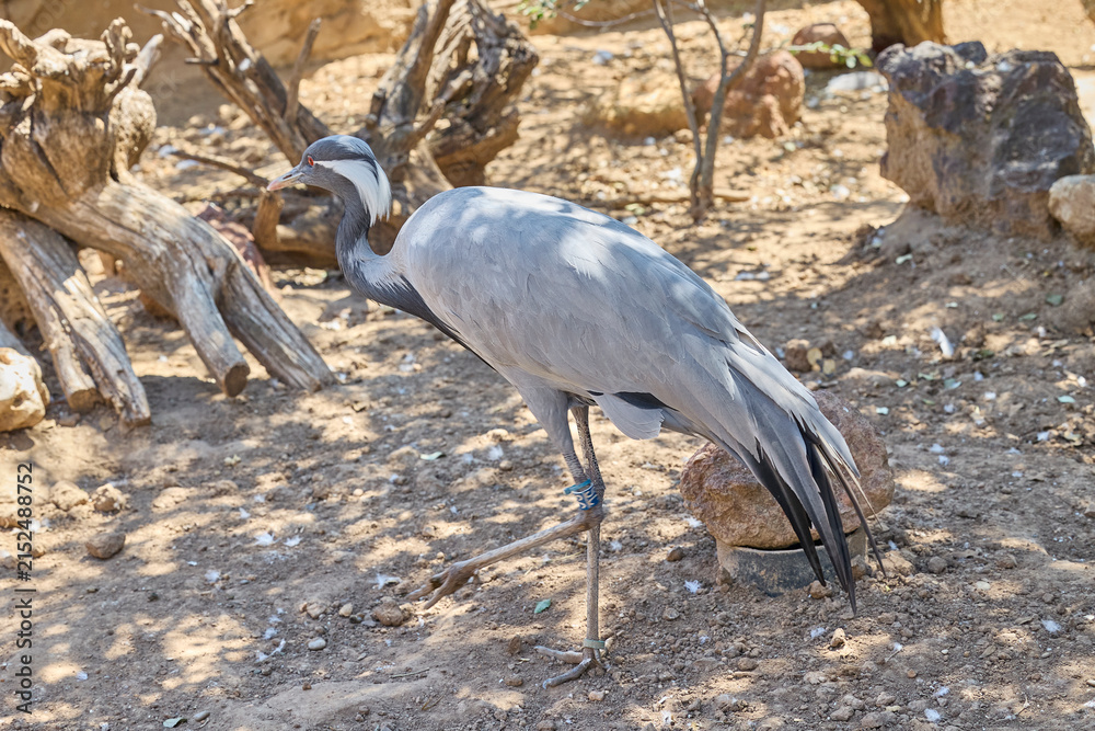 Obraz premium Demoiselle crane standing in natural habitat