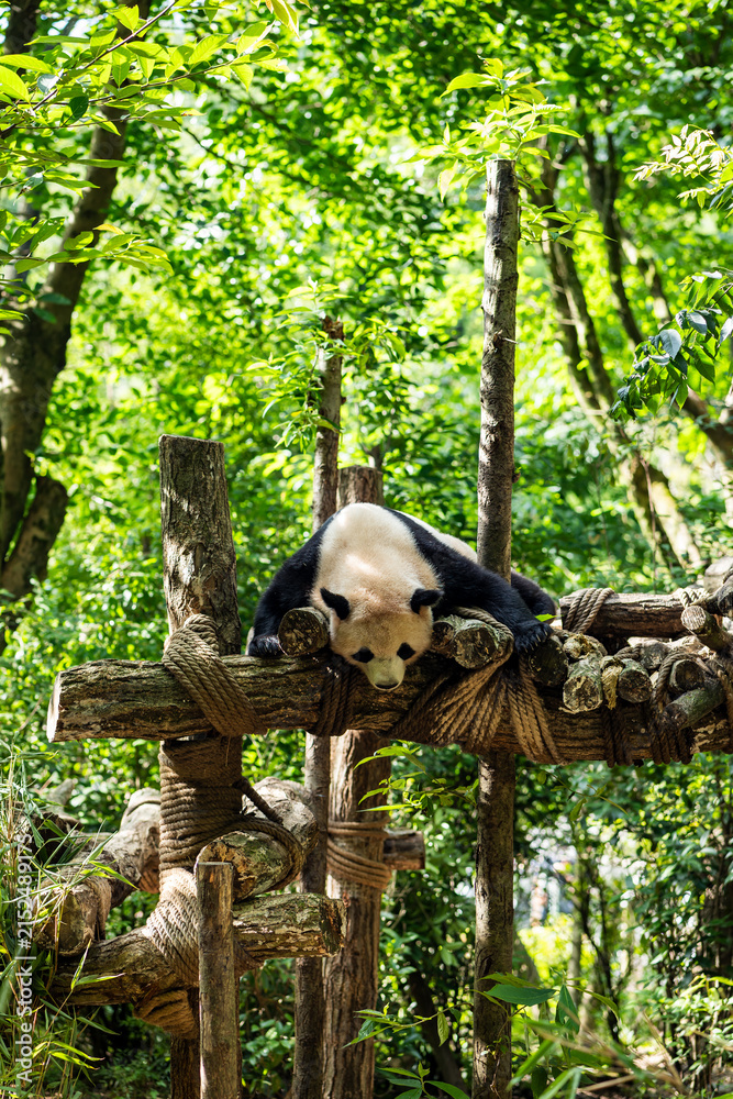 Fototapeta premium Giant panda resting on a wooden climbing platform in the lush green summer forest at Panda Valley, Chengdu, China