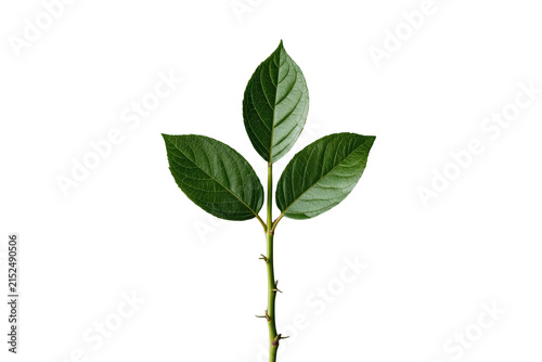 Thorny rose stem with green leaves and no flower