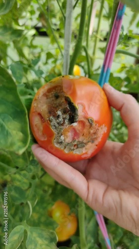 A person holds a damaged tomato infected with disease in a greenhouse during a close-up shot. Agricultural issues, crop protection and farming education concept.
