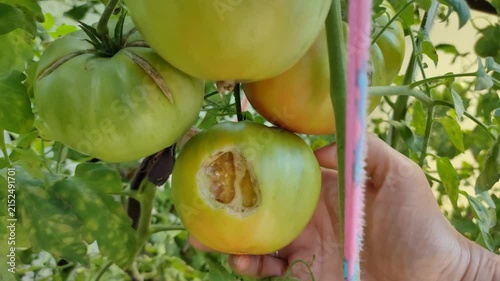 The gardener carefully touches a damaged green tomato with a bird peck mark in a greenhouse. Agricultural issues, crop protection and pest control concept.