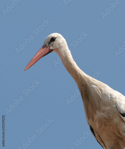 Isolated white stork ciconia with blue sky.