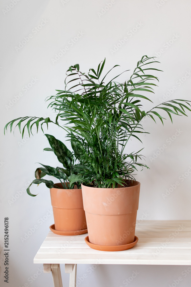Fototapeta premium Two potted plants sit neatly on a white table