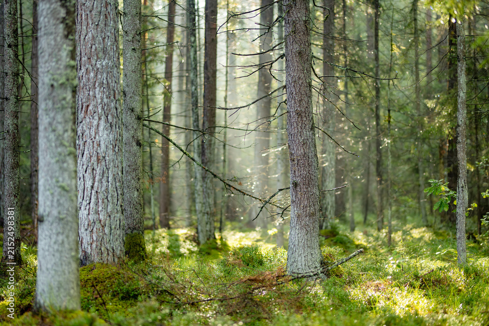 Obraz premium Sunlight filters through a quiet conifer forest with mossy ground and tall straight trees. Peaceful woodland scene creates a fresh natural atmosphere.