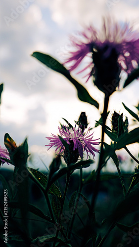 Fotografie Dark centered knapweed Centaurea bloom