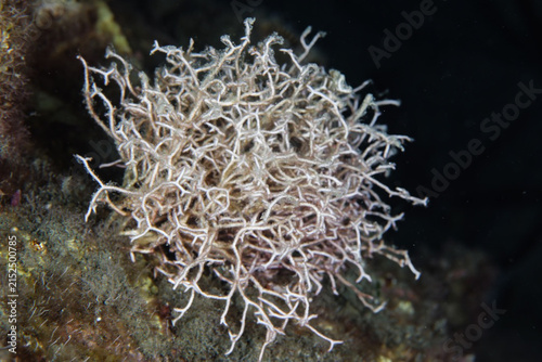 Liagora viscida algae