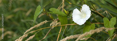  Wild flower, bindweed, Calystegia sepium.