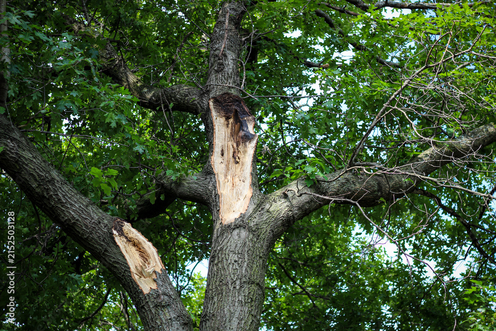 Fototapeta premium An oak tree with codominant limbs where branches have split and come off from a structurally weak union.