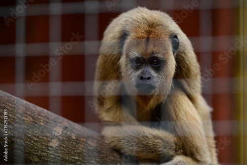 Photography Golden Lion Tamarin Perched on a Branch in a Zoo Enclosure