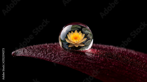 Dew droplet perched on the tip of a dark burgundy leaf holds a vivid yellow lotus reflection, isolated cleanly on a pitch black studio background.