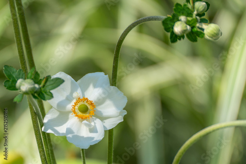 Bild auf Leinwand A single white Japanese anemone opens fully, its golden center glowing against soft green foliage