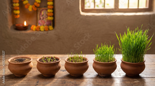 Growth stages of Jaware wheatgrass traditionally grown during Navratri