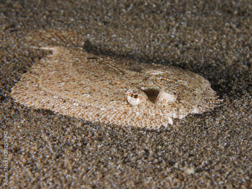 Wide-eyed flounder