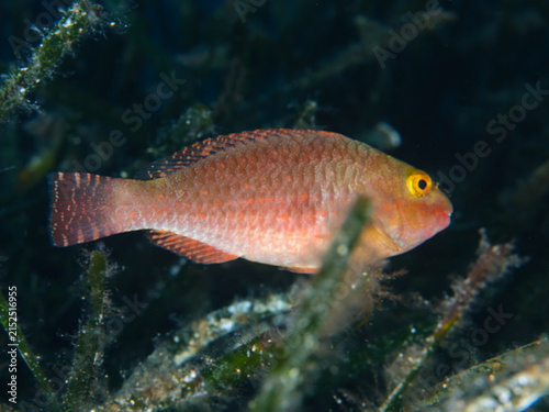 Juvenile parrotfish from the Mediterranean Sea