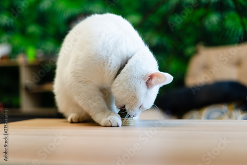 Cuadro en lienzo White cat gazing down on table with contemplative expression indoors