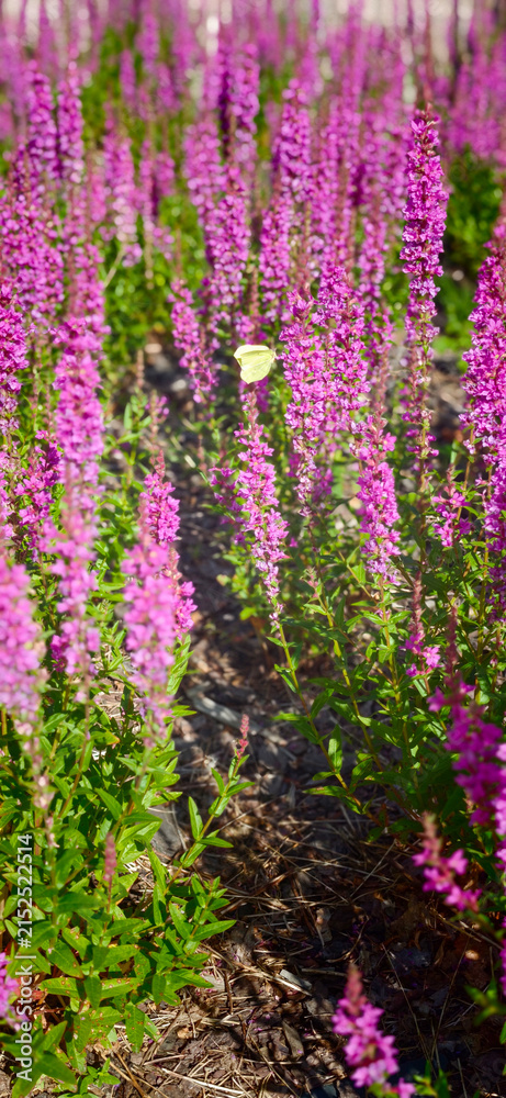 Obraz premium Flowers bloom in a garden with a butterfly flying among them