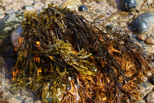 Bladder wrack seaweed with air bladders draped on wet pebbles at low tide