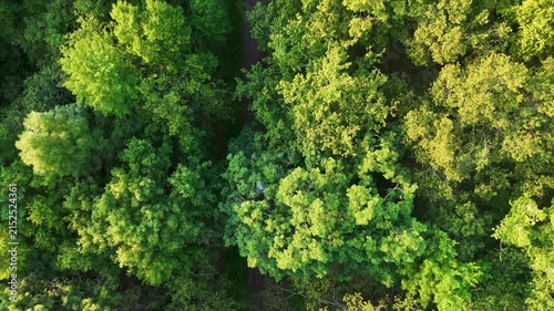 Scenic drone view of a silver car as it drives along a dirt road through a lush green forest in the USA. Wilderness, adventure, travel, and freedom. 4K.