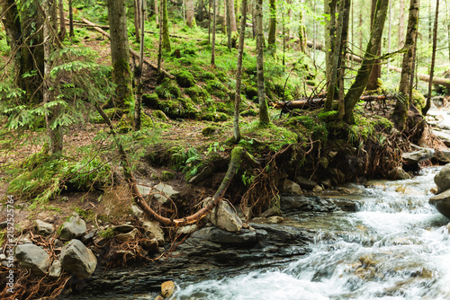 Scenic mountain stream flowing by mossy forest riverbank with tree roots.