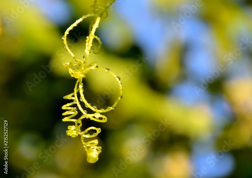 Konstfotografi Curled green tendril of wild cucumber Echinocystis lobata with water drops in a