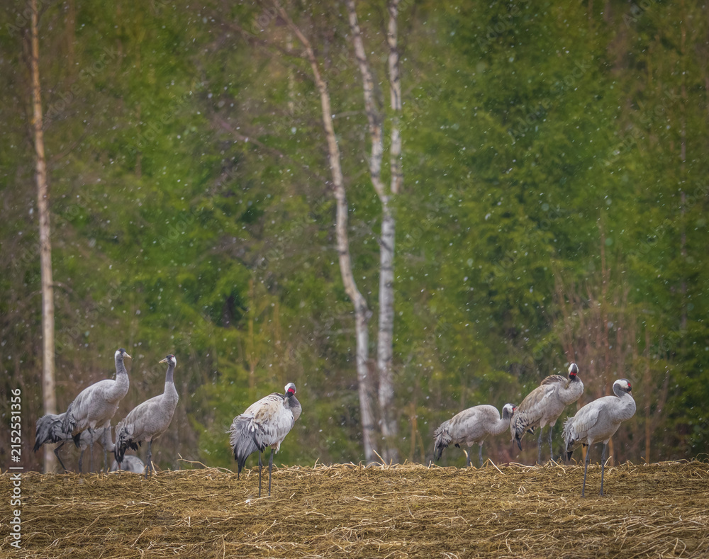 Obraz premium Common cranes foraging in a Scandinavian meadow