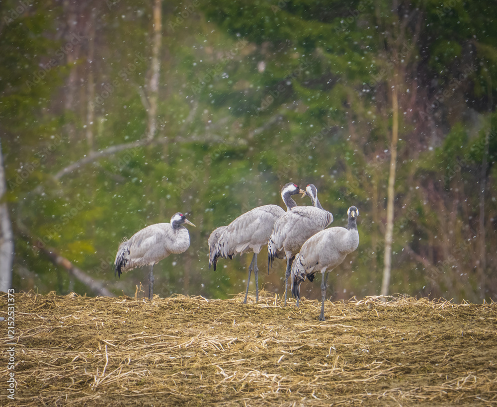 Obraz premium Common cranes foraging in a Scandinavian meadow