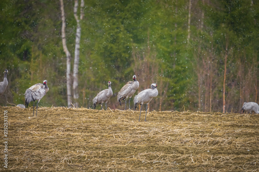 Obraz premium Common cranes foraging in a Scandinavian meadow