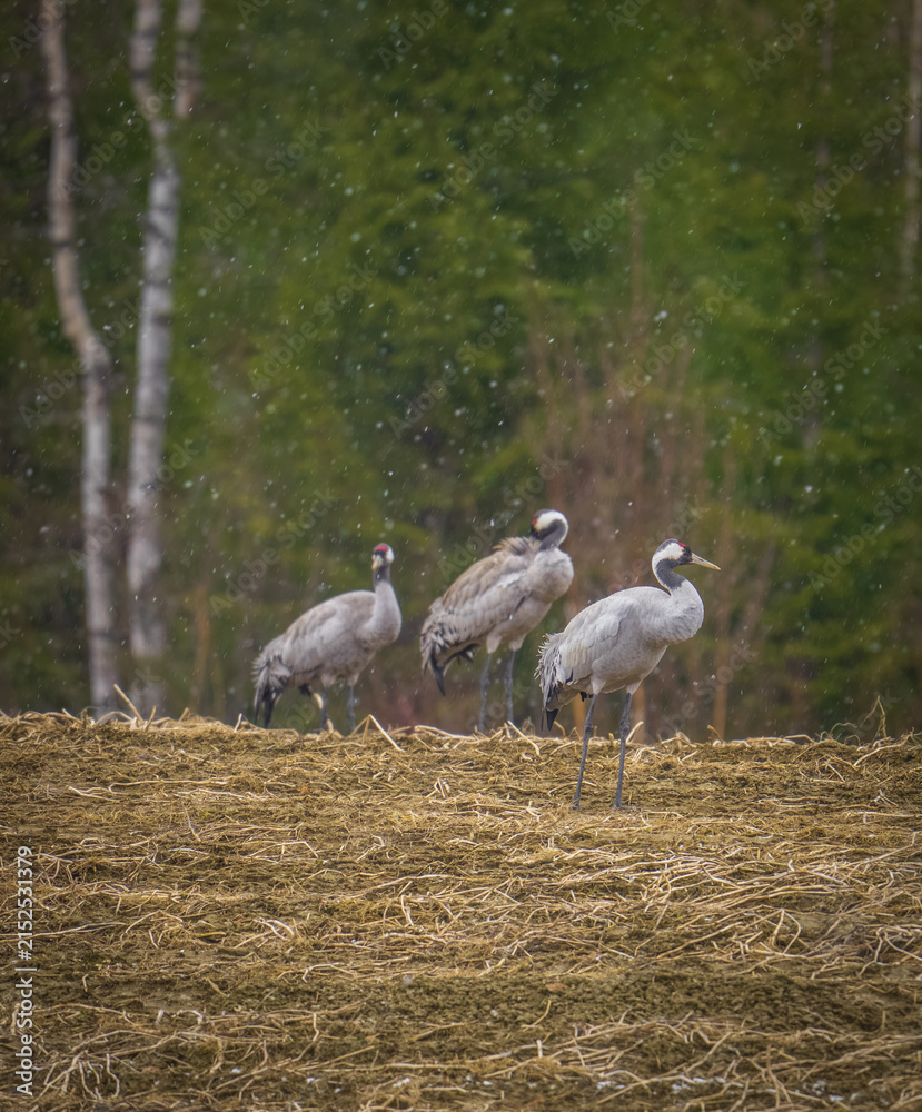 Obraz premium Common cranes foraging in a Scandinavian meadow