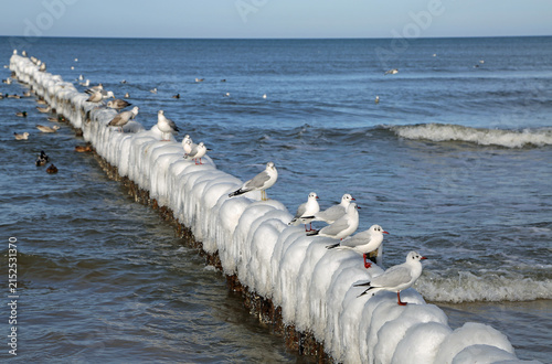 Konstfotografi Seagulls on breakwater - Kolobrzeg, Poland