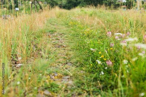 Abandoned railway tracks overgrown with green grass and colorful wildflowers in summer.