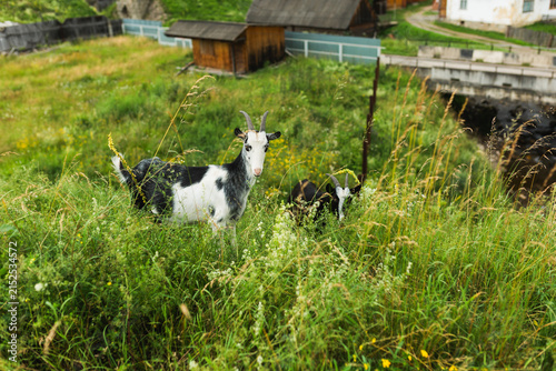 Fotografie Black and white domestic goats grazing in tall green grass in a rural village