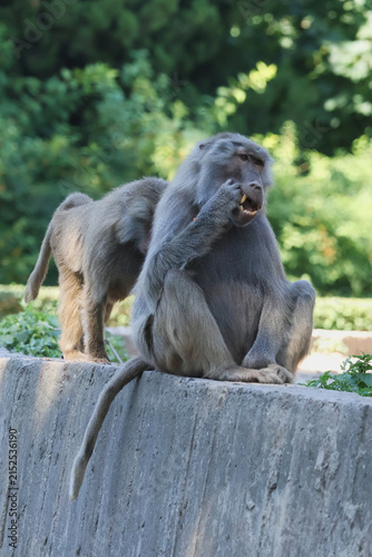 Naklejka Baboon's fang