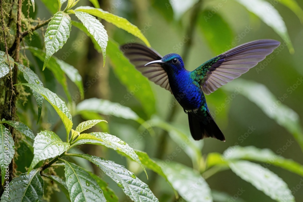 Naklejka premium Violet sabrewing hummingbird hovers mid-air with spread wings in tropical jungle. Iridescent blue, green feathers shine against green foliage. Small exotic bird flies through rainforest leaves during