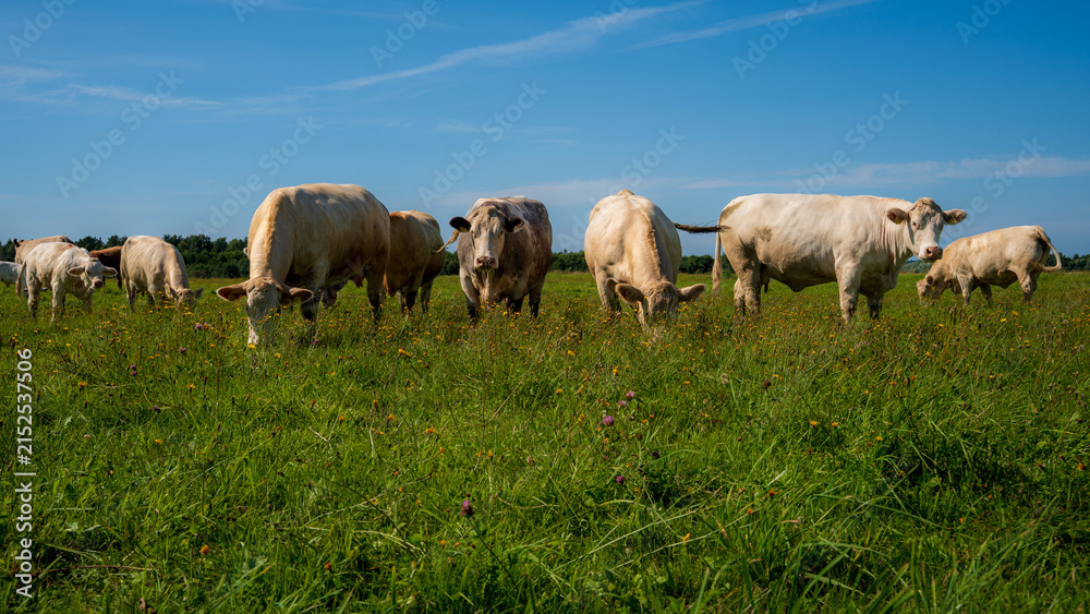 Fototapeta premium Beef cattle grazing together in a lush wildflower pasture under a clear summer sky