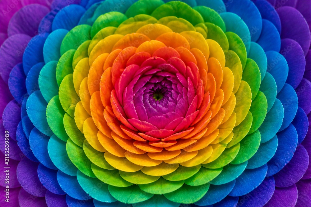Fototapeta premium Rainbow ranunculus petals arranged in radial closeup