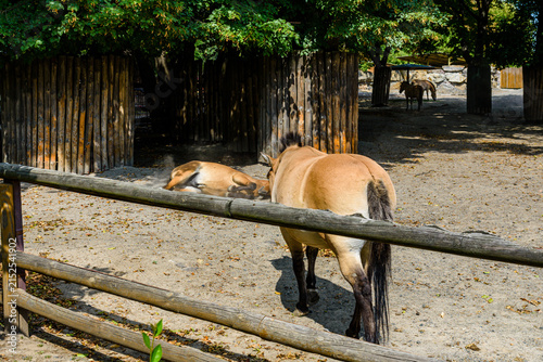 Przewalski wild horses (Equus przewalskii or Equus ferus przewalskii) or mongolian wild horses in a paddock. Endangered species