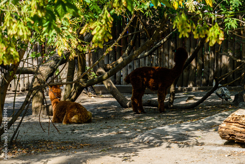 Alpacas (Vicugna pacos) in a corral at farm