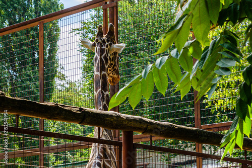 Adult giraffe (Giraffa camelopardalis) in the corral
